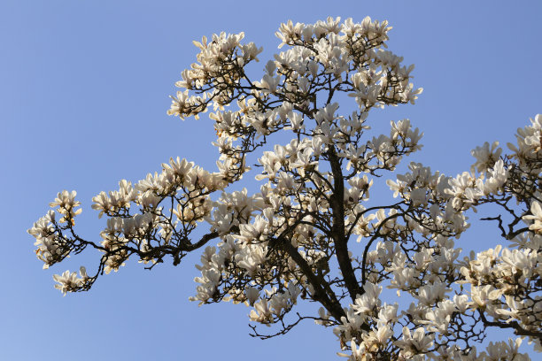 春天的蓝天下盛开的白玉兰图片下载