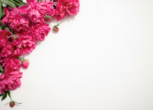 花的图案，框架由美丽的粉红色牡丹在白色的背景。平躺，俯视图。花的框架。图片下载