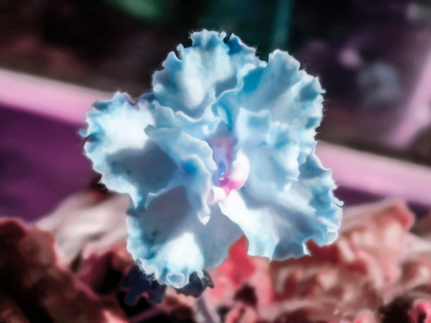 色调的自然花卉背景设计与美丽的紫罗兰花的艺术写实插图图片下载