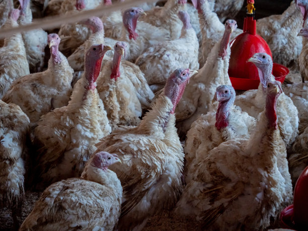 农场里的火鸡，饲养着火鸡。家禽养殖图片下载