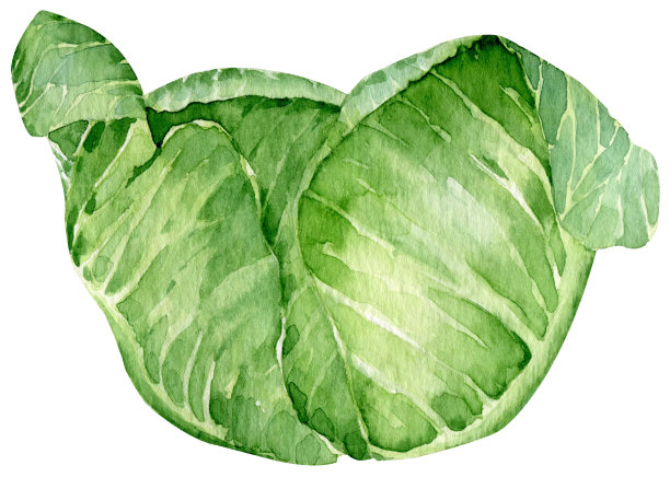 水彩手绘插画的绿色卷心菜。绿叶蔬菜。农场的收成。图片下载