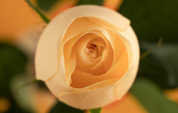 靠近长茎黄色友谊玫瑰在自然的阳光图片下载