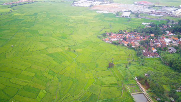 广阔的稻田-库存照片图片下载