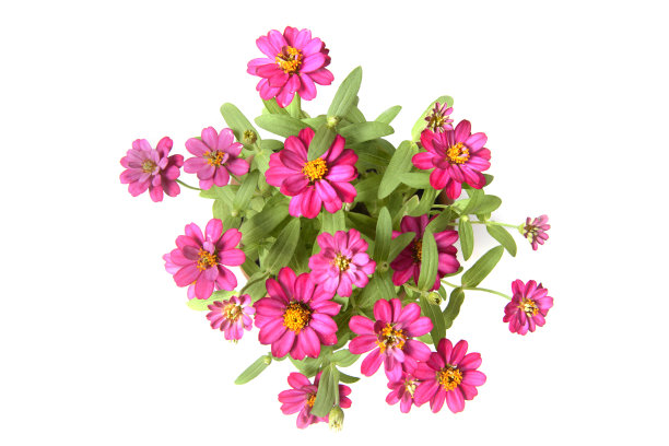 白色背景下的粉红色花朵和叶子。图片下载