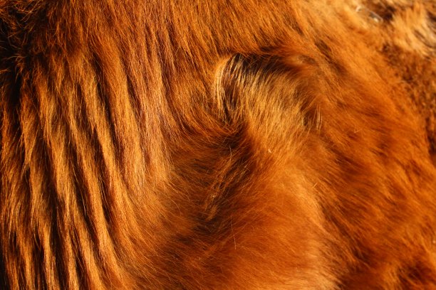 动物皮毛纹理背景特写蓬松的牛牛毛图片下载