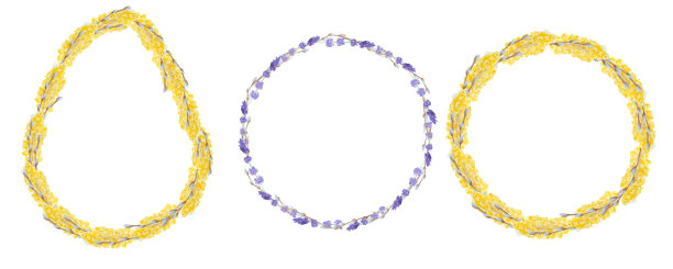 花的水彩插图，雏菊，薰衣草与柳树，椭圆形和圆形的装饰框架图片下载