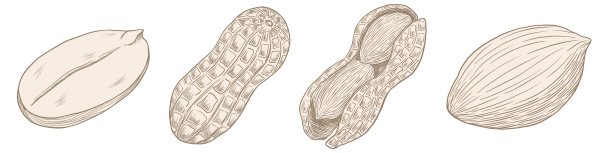 一套轮廓，孵出花生在白色背景上的插图图片下载