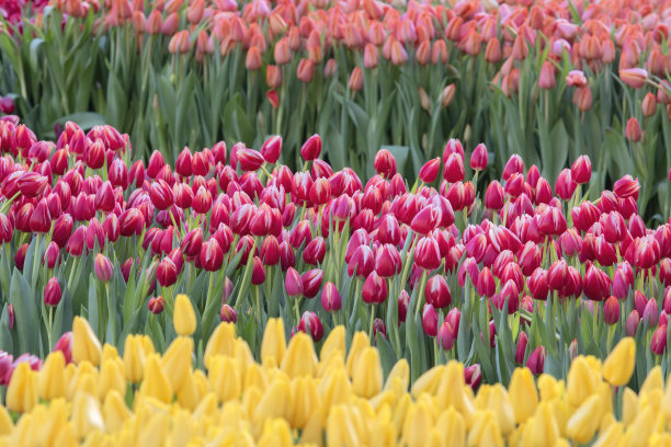 荷兰阿姆斯特丹的三层郁金香图片下载