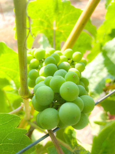 葡萄在藤蔓上生长图片下载