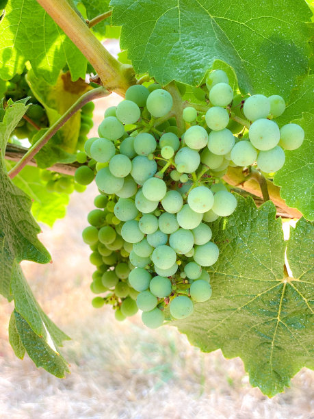 葡萄在藤蔓上生长图片下载