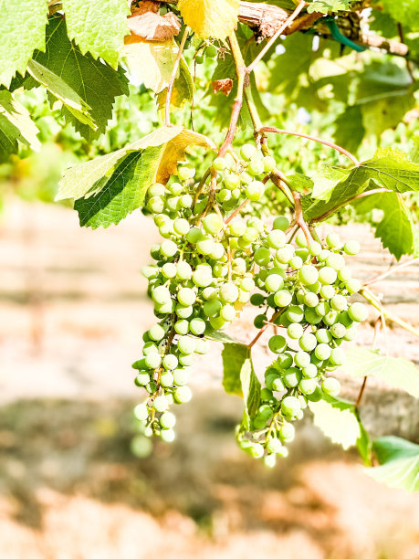 葡萄在藤蔓上生长图片下载