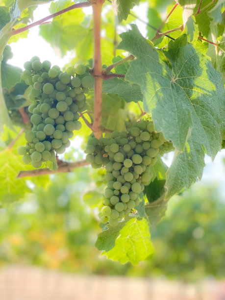 葡萄葡萄插图图片下载