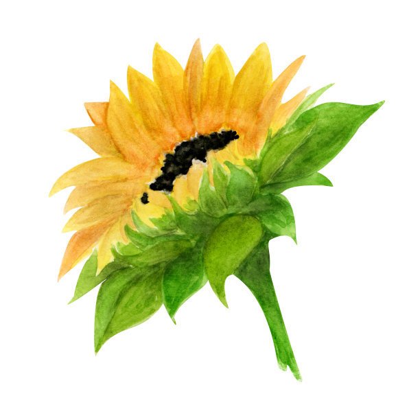 水彩元素与向日葵手绘插图，完美的婚礼邀请，贺卡，织物，纺织品，壁纸，陶瓷，品牌，网页设计，文具，化妆品，社交媒体图片下载