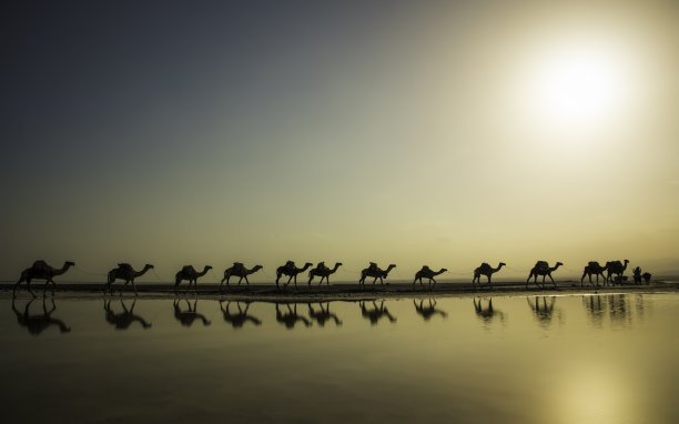 骆驼排成一排图片下载