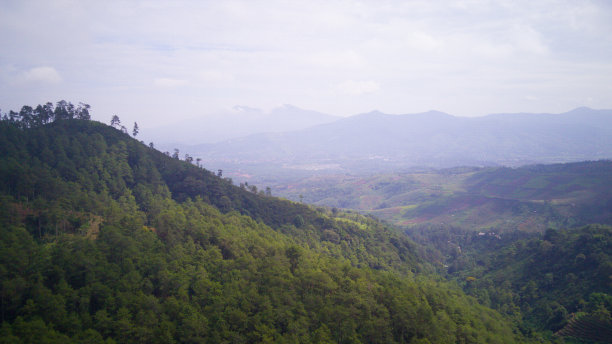 森林山上的股票照片图片下载