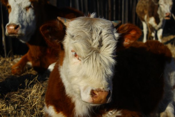 可爱的小牛和小牛的肖像图片下载