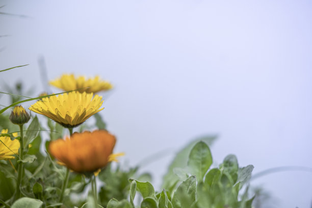 花园在春天图片下载