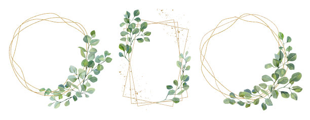 桉树的枝叶水彩框架。手绘卡套银元植物孤立在白色背景。花插图的婚礼邀请，婴儿淋浴，新娘，打印图片下载