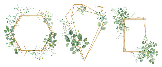 桉树的枝叶水彩框架。手绘卡套银元植物孤立在白色背景。花插图的婚礼邀请，婴儿淋浴，新娘，打印图片下载