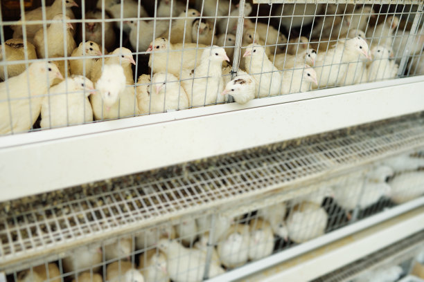 成年白鹌鹑在鸟舍吃食物和饮用水在家禽农场图片下载