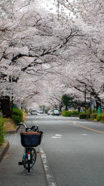 樱花在日本的街道上盛开图片下载