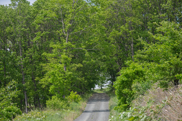 穿过新绿森林的砾石小路图片下载