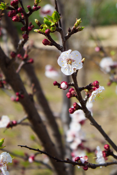 美丽多彩的杏花盛开图片下载