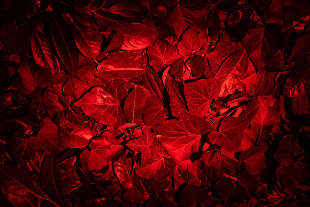 暗红色霓虹灯自然设计与新鲜的叶子和复制空间。夏夜组成。由绿叶做成的创意布局。平的。自然背景。图片下载