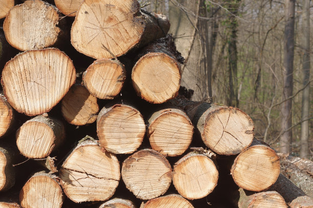 木材收获图片下载