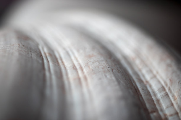 大蚝壳的特写镜头。弯曲的外壳。微距摄影图片下载