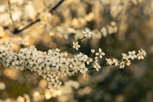 白花山楂花图片下载
