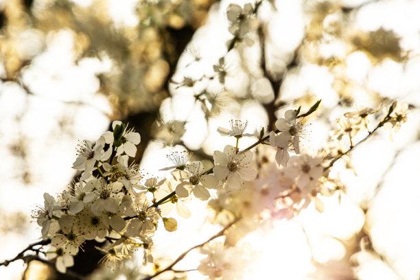 白花山楂花图片下载