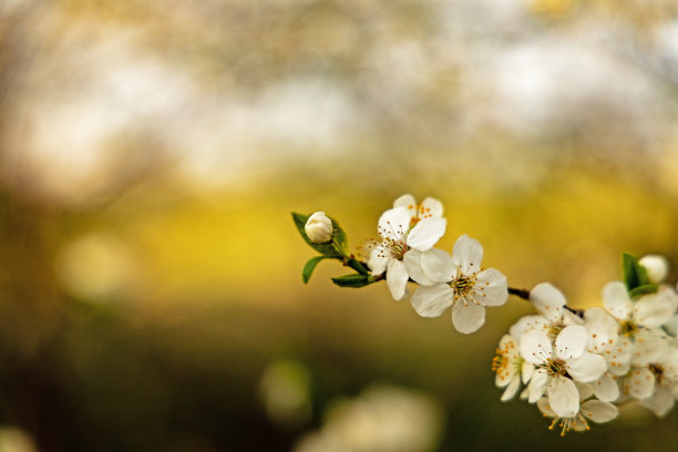 白花山楂花图片下载