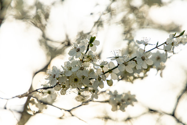 白花山楂花图片下载