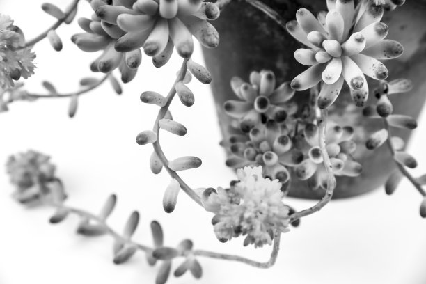 冬景天属植物图片下载