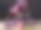 桌子上的玫瑰花和葡萄酒的特写镜头图片下载