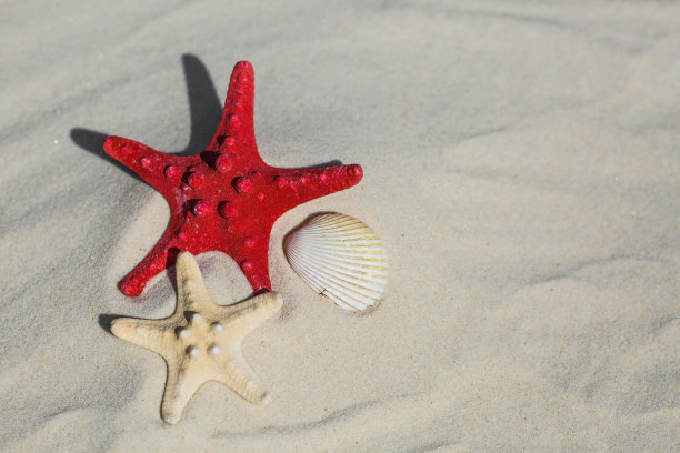 在海上度假的概念。白色的沙滩上有贝壳，星星，一顶草帽。暑假的背景与文本空间。前视图。图片下载