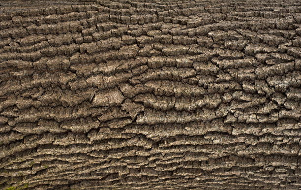 橡木树皮的浮雕纹理。橡木纹理与苔藓的照片。图片下载