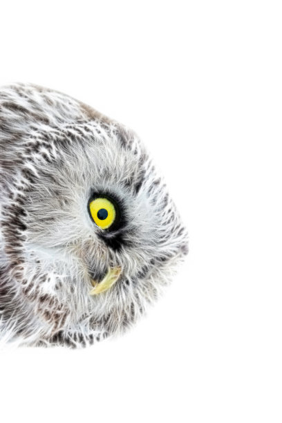 猫头鹰的画像。计算机绘图图片下载