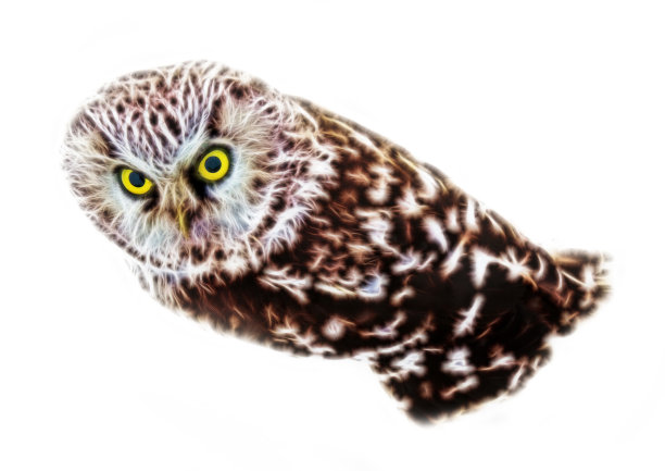 宇宙的猫头鹰。邪恶的力量。电脑的幻想图片下载