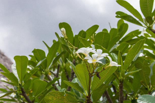 白色的花在多云的天空背景上。热带性质。奇异花园中优雅的白花。热带度假胜地盛开的大自然。图片下载