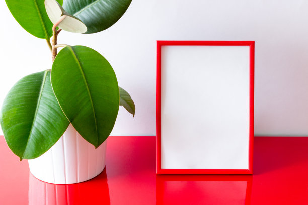 红色框架上的白色背景与花。设计。实物模型。副本的空间。图片下载