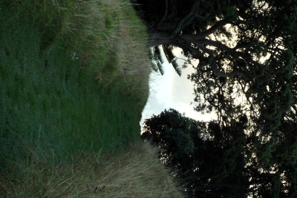 山坡上绿油油的小路图片下载