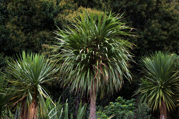 丝兰树矗立在茂密的森林里，枝繁叶茂图片下载
