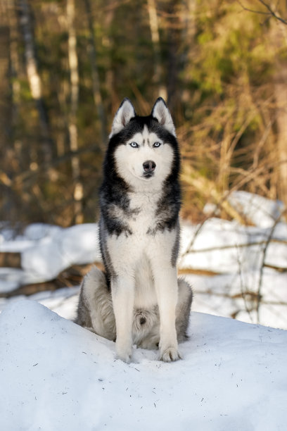 肖像可爱的哈士奇狗坐在雪在阳光明媚的冬季森林图片下载