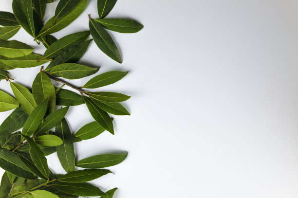 月桂叶在白色的背景图片下载