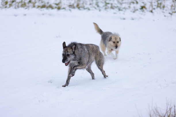 两只狗在雪地里愉快地奔跑图片下载