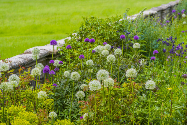 夏季花墙花园五彩缤纷的植物园艺边界图片下载