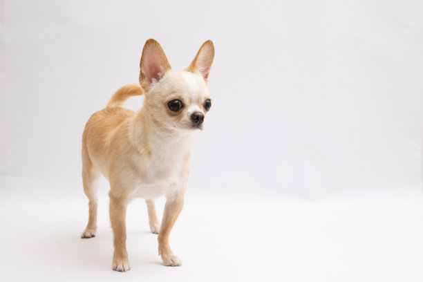 工作室拍摄的吉娃娃孤立在白色背景图片下载