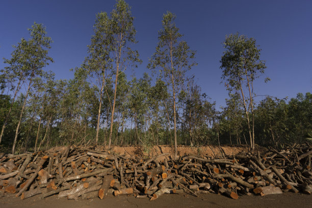 木炭制造使用的是亚洲传统的覆盖土壤的火，使用的是橡胶种植园和路边的树木图片下载